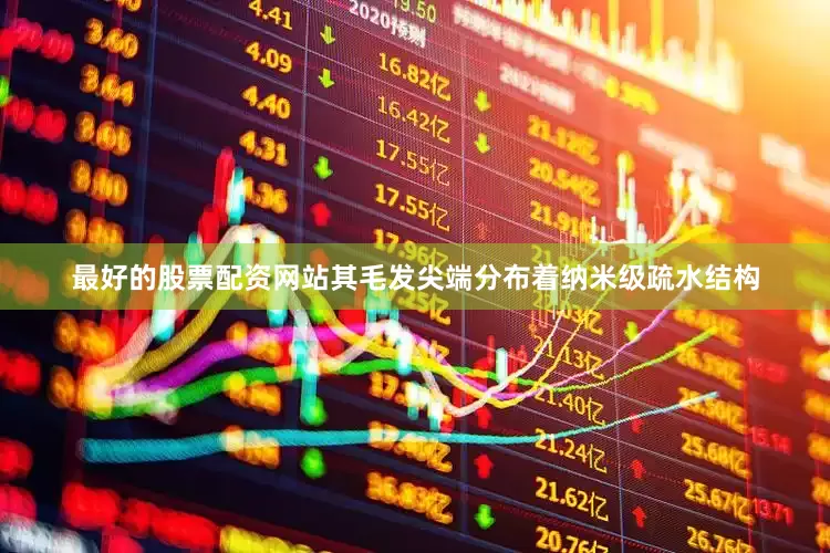 最好的股票配资网站其毛发尖端分布着纳米级疏水结构